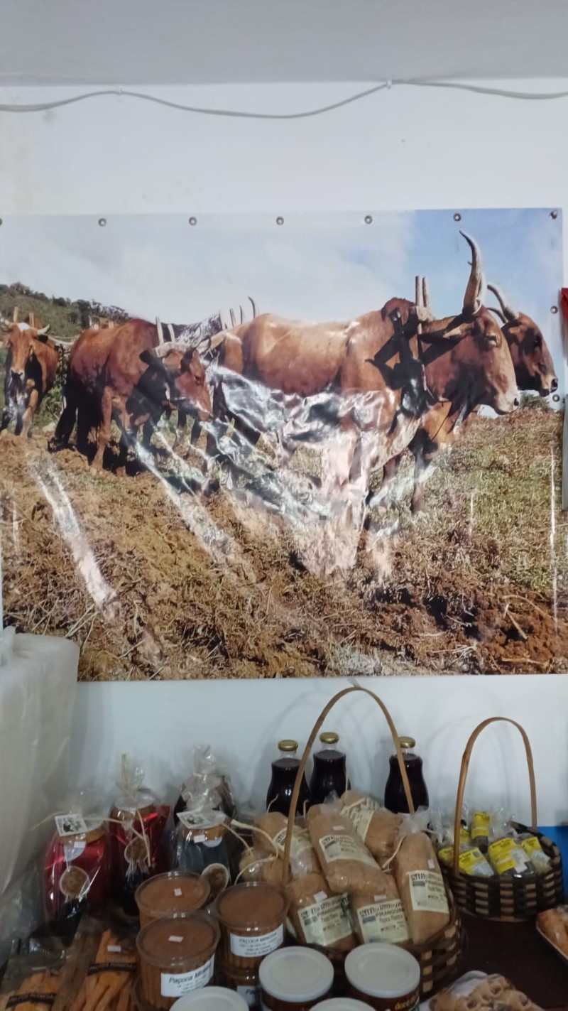 brilhodafazendanovas8 5